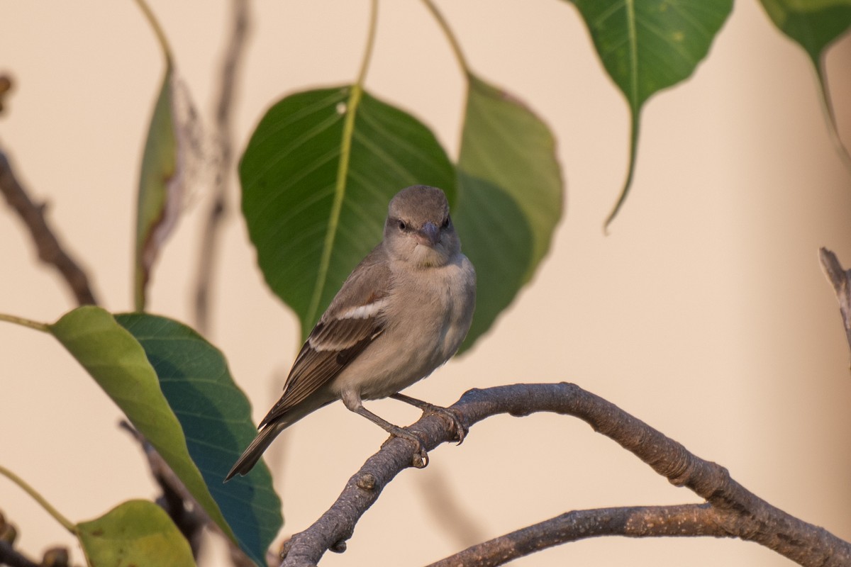 Yellow-throated Sparrow - ML645597694