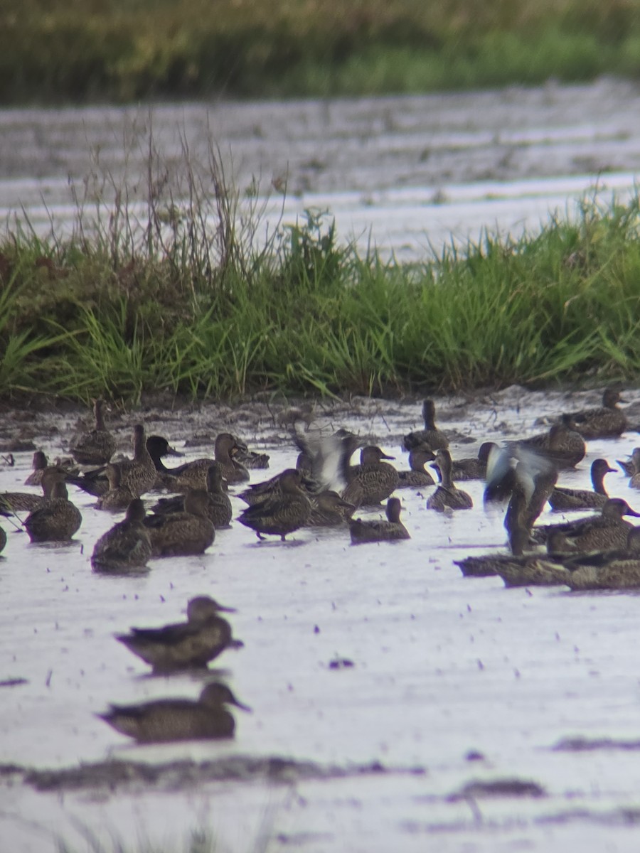 Blue-winged Teal - ML645597695