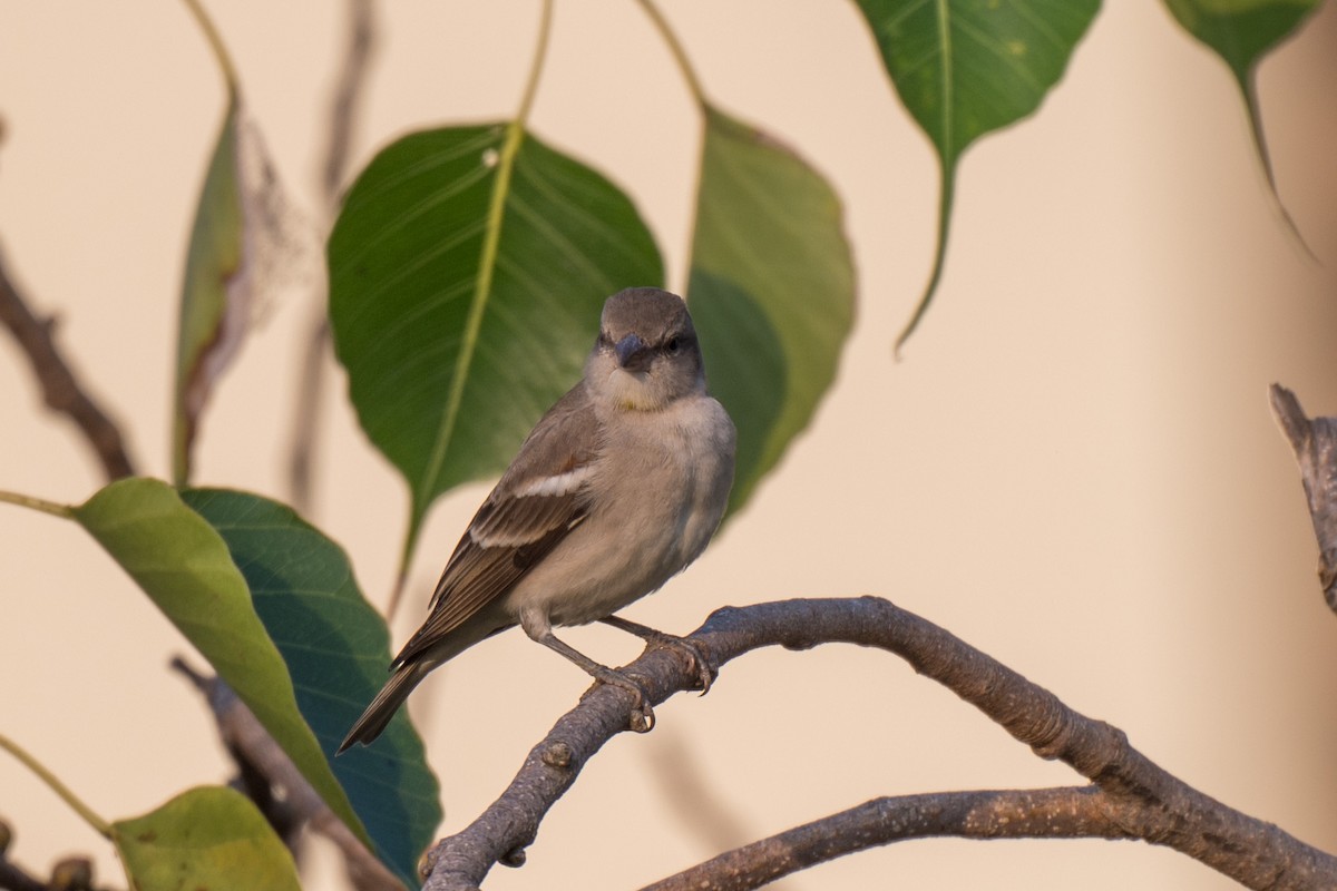 Yellow-throated Sparrow - ML645597696