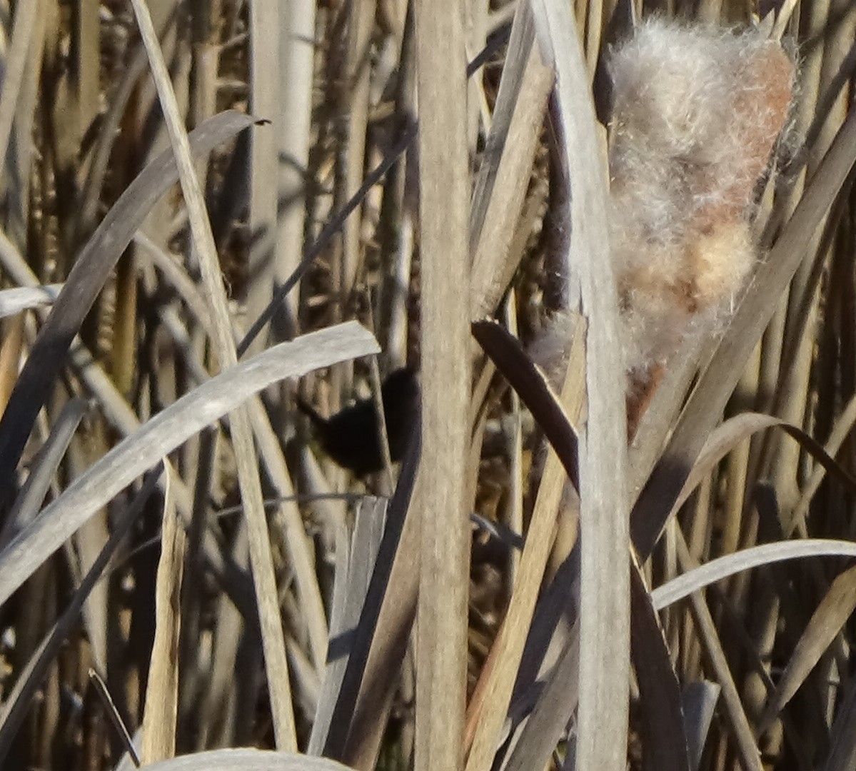 Marsh Wren - ML645597698