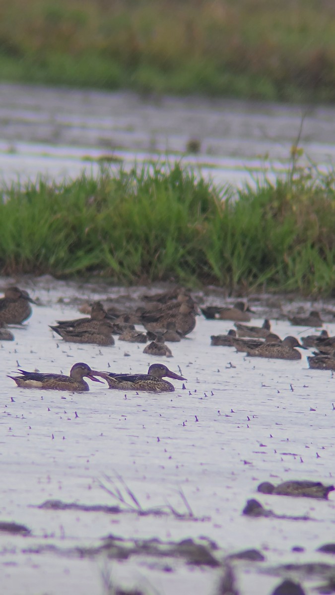 ハシビロガモ - ML645597700