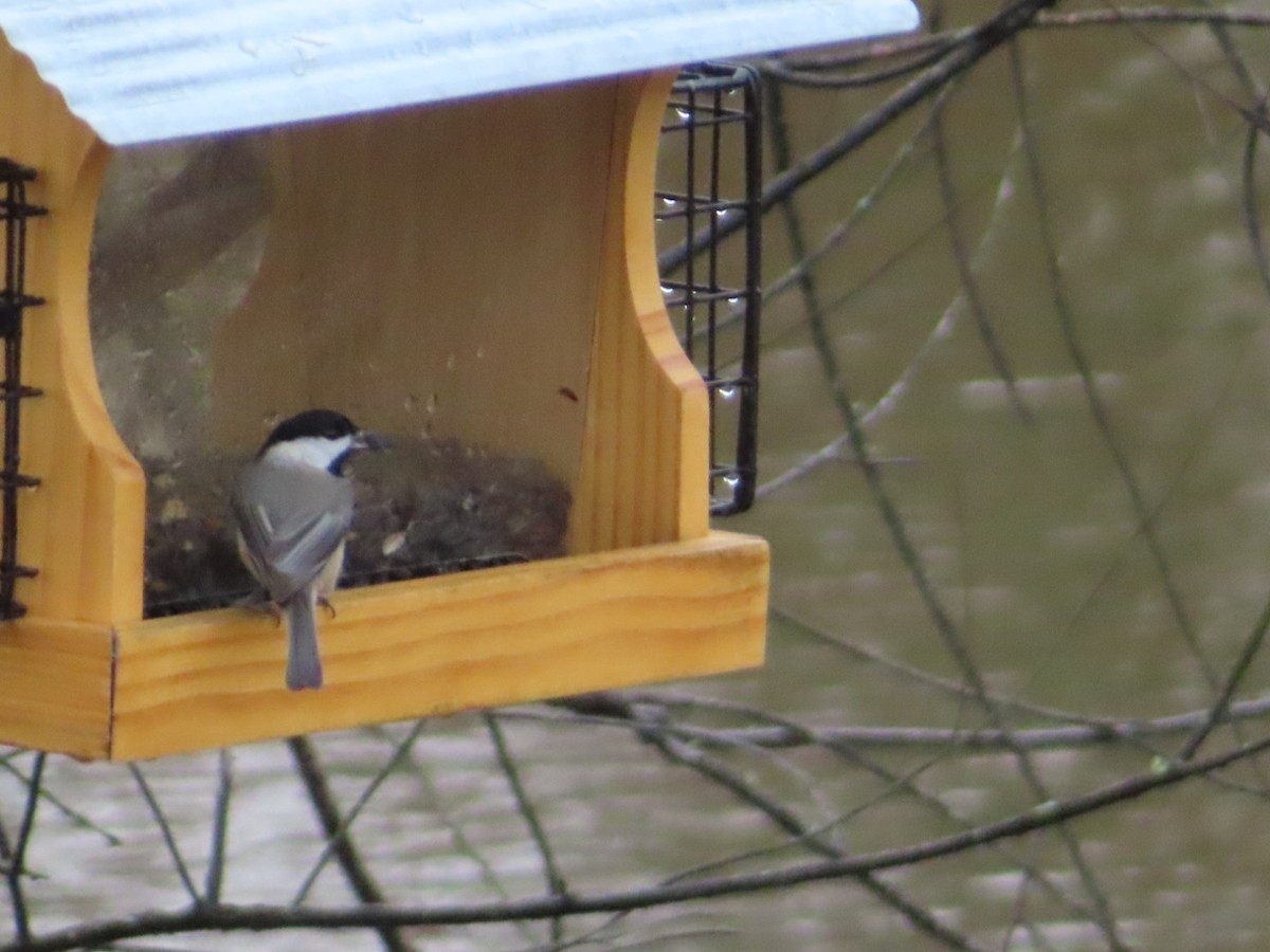 Каролинская гаичка - ML645597701