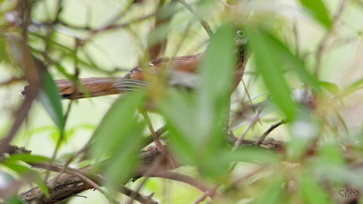 Moustached Laughingthrush - ML645597704
