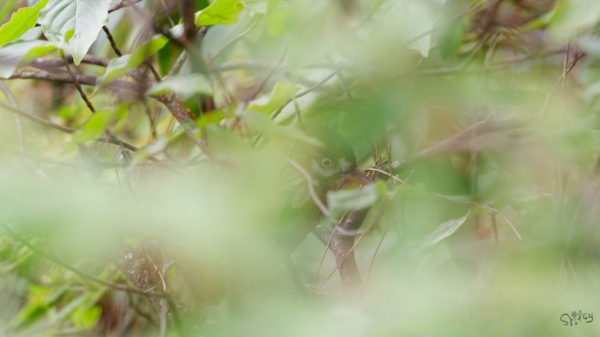 Moustached Laughingthrush - ML645597706