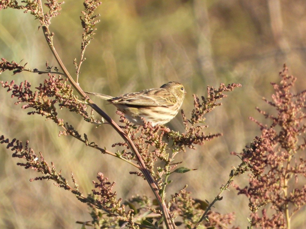 בזבוז אירופי - ML645597709