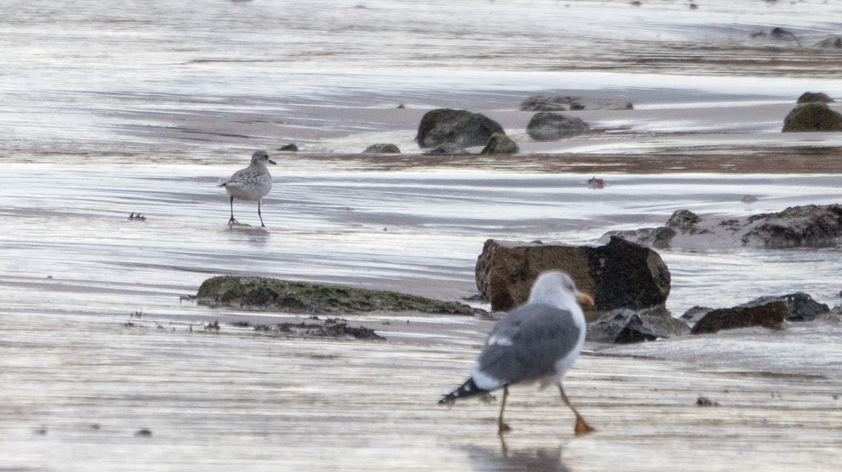 Black-bellied Plover - ML645597710