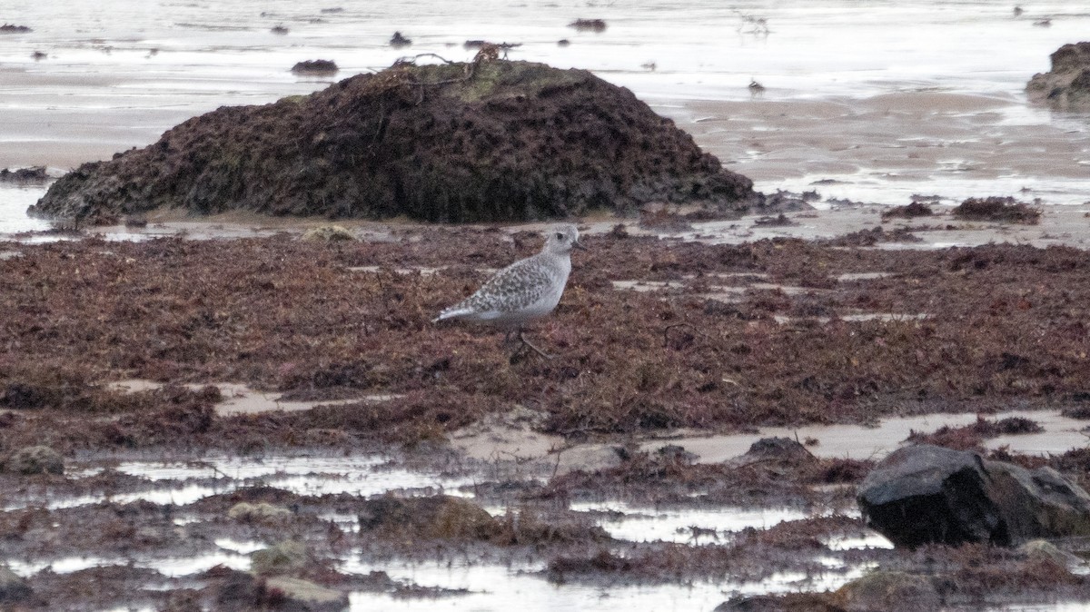 Black-bellied Plover - ML645597711