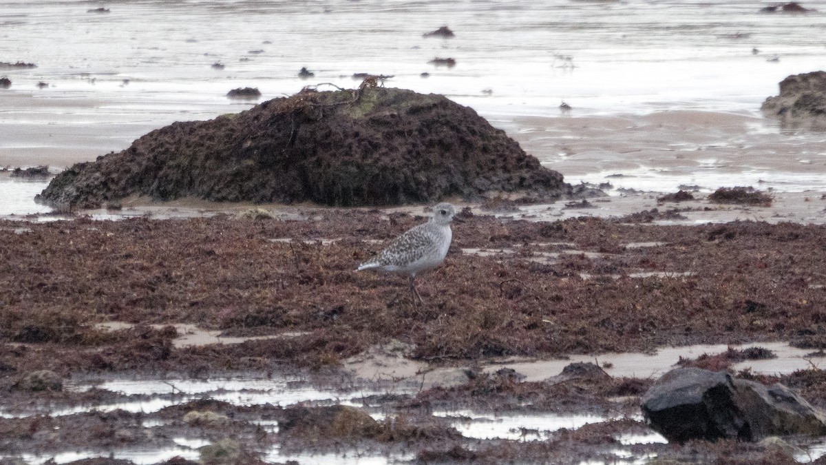 Black-bellied Plover - ML645597712