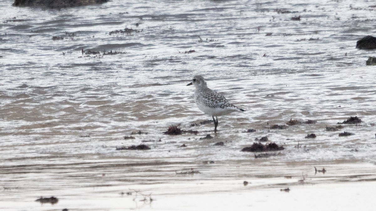 Black-bellied Plover - ML645597713
