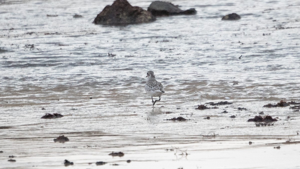 Black-bellied Plover - ML645597714