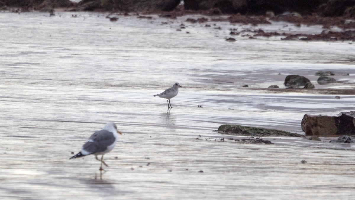 Black-bellied Plover - ML645597715