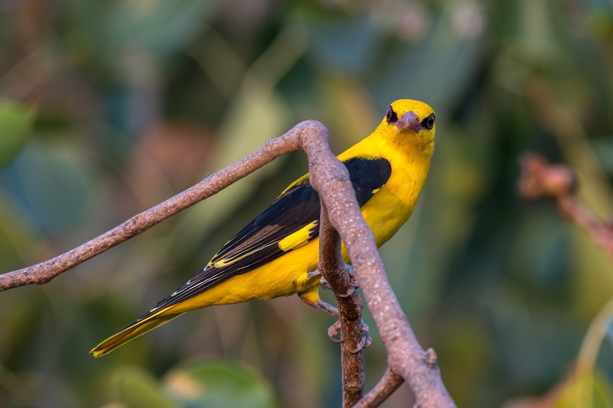 Indian Golden Oriole - ML645597724