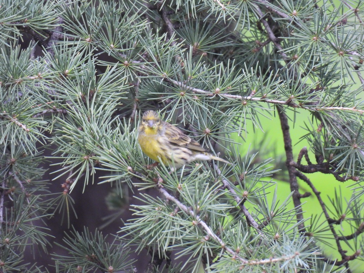 בזבוז אירופי - ML645597725