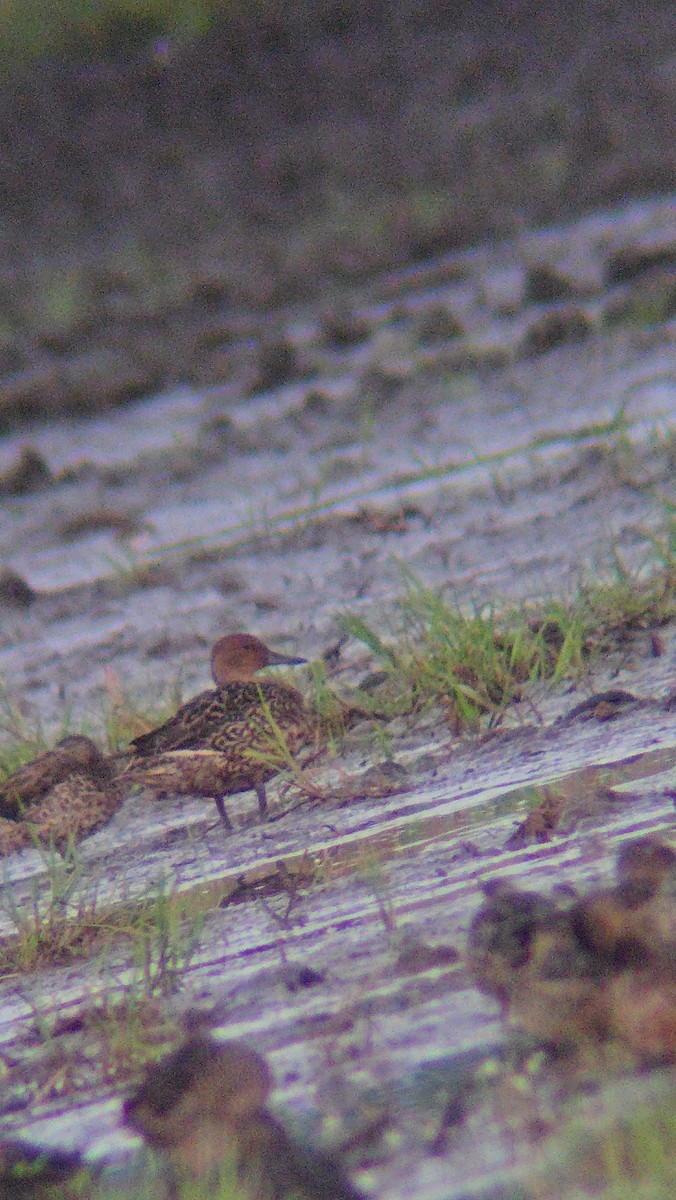 オナガガモ - ML645597726