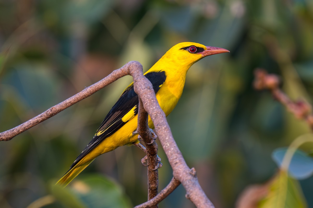 Indian Golden Oriole - ML645597727