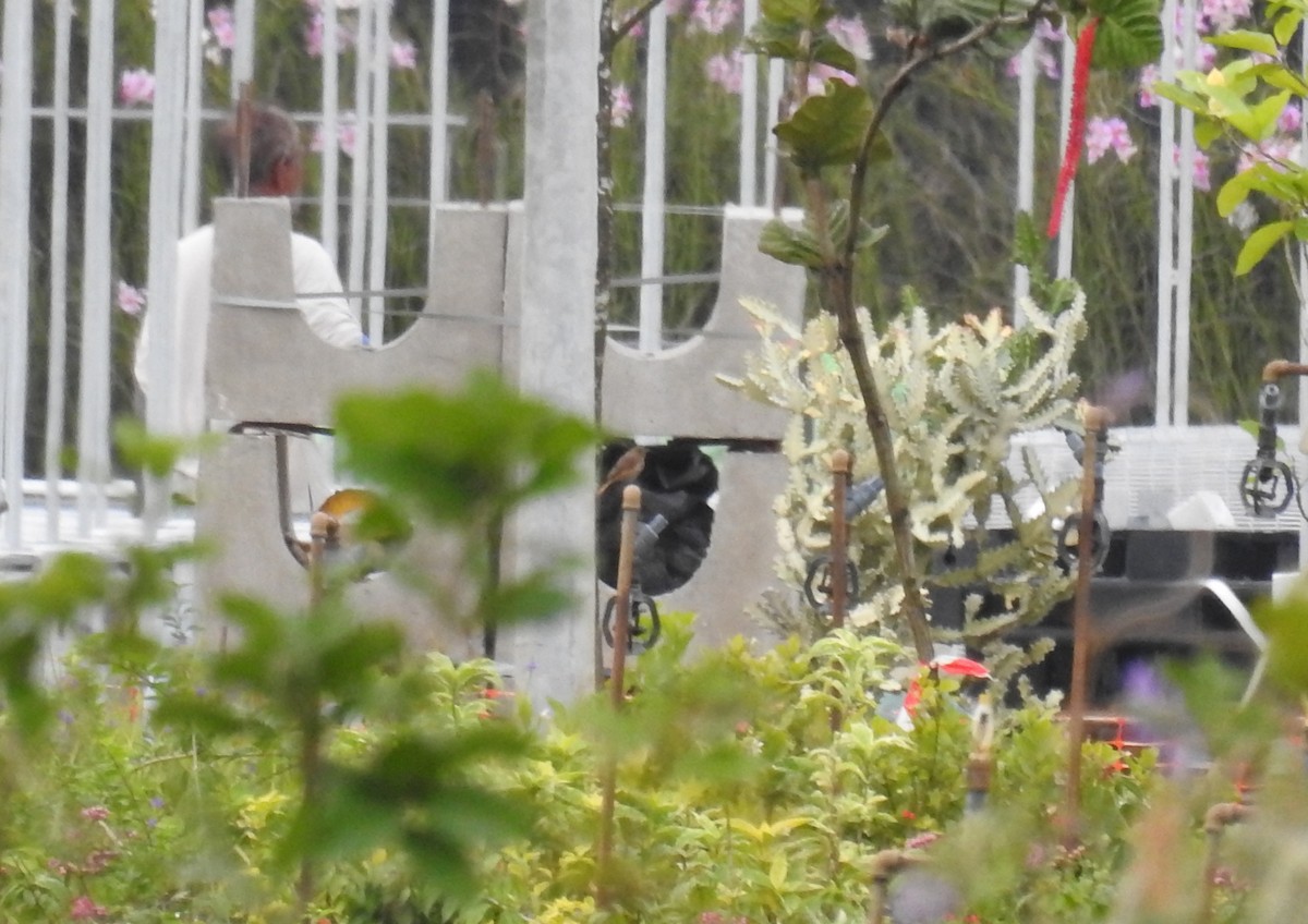 Daurian Redstart - ML645597729