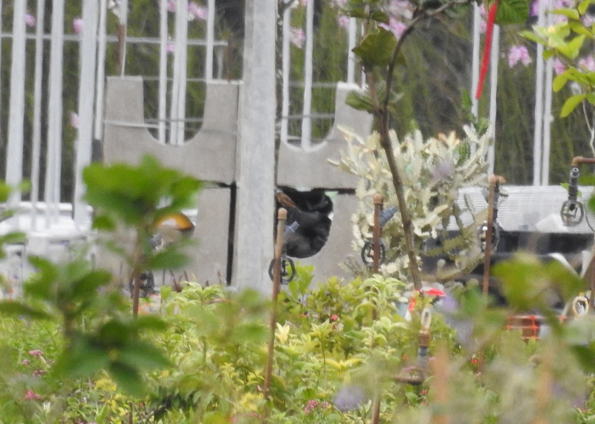 Daurian Redstart - ML645597730