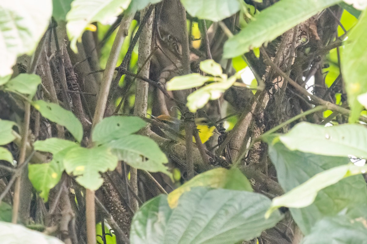 Mountain Tailorbird - ML645597731