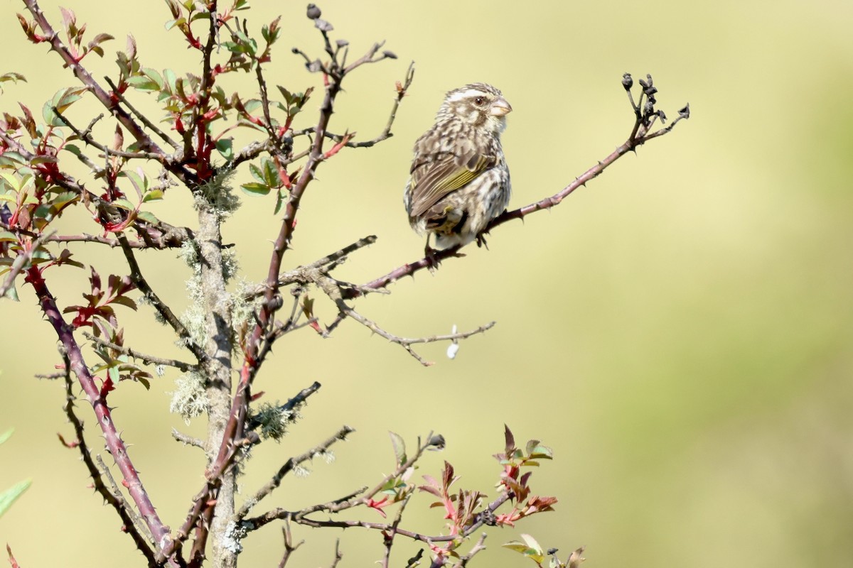 Streaky Seedeater - ML645597734