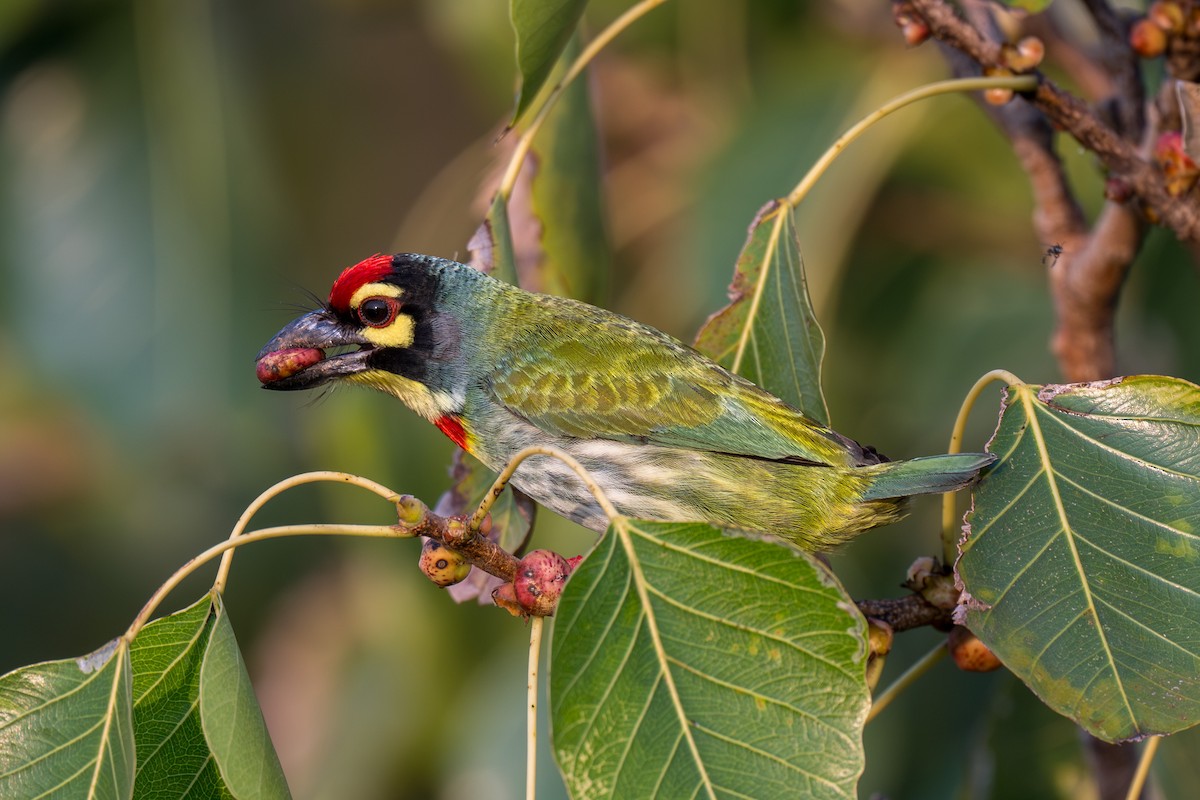 Coppersmith Barbet - ML645597735