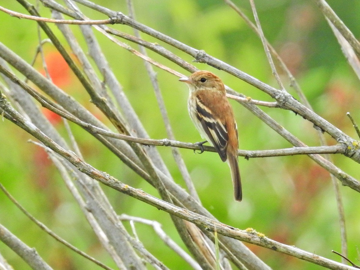 Bran-colored Flycatcher - ML645597739