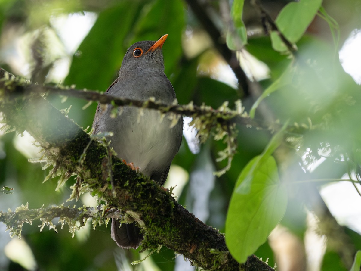 Orange-billed Nightingale-Thrush - ML645597742
