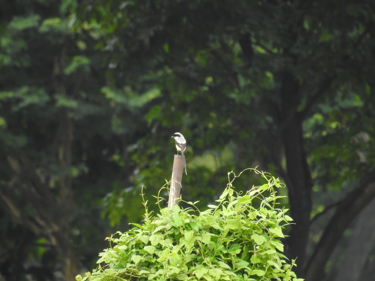 Long-tailed Shrike - ML645597744