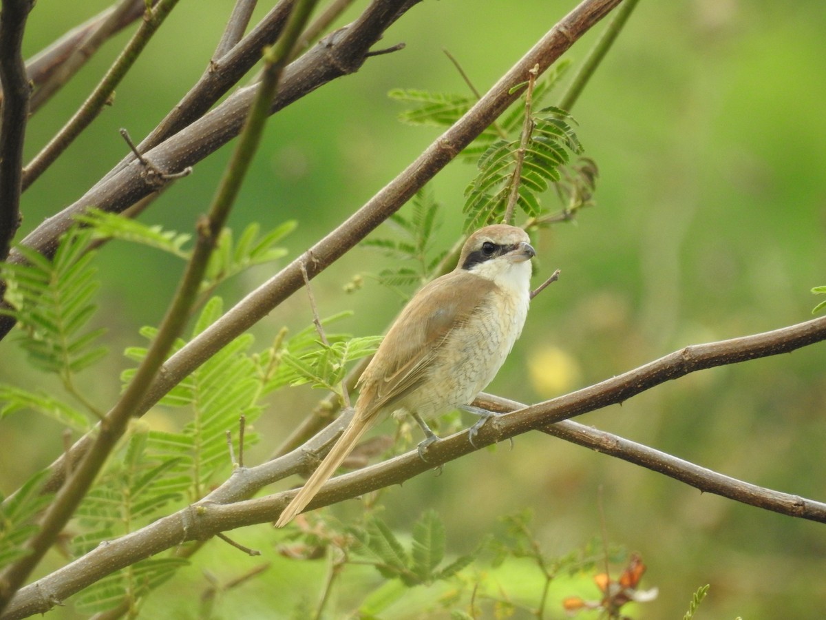 Brown Shrike - ML645597745