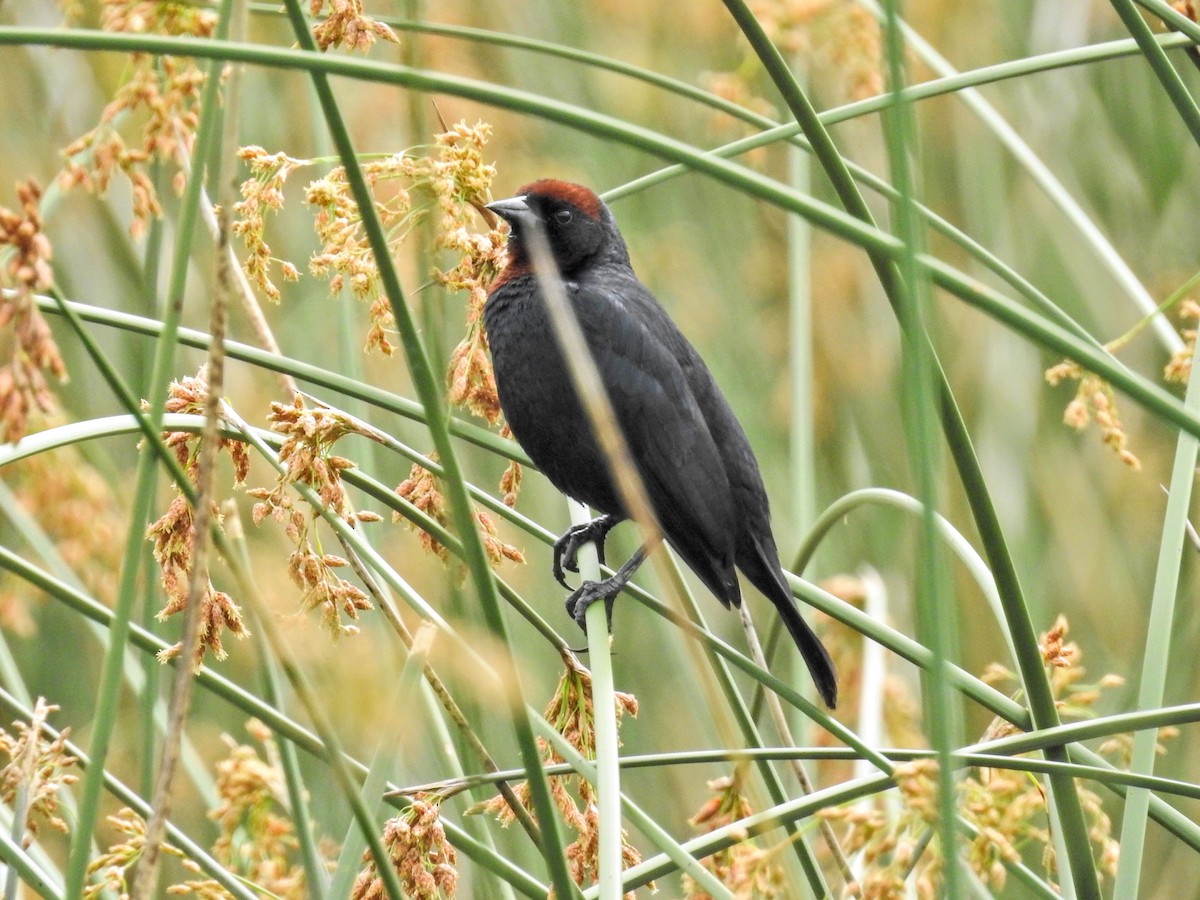 Chestnut-capped Blackbird - ML645597746