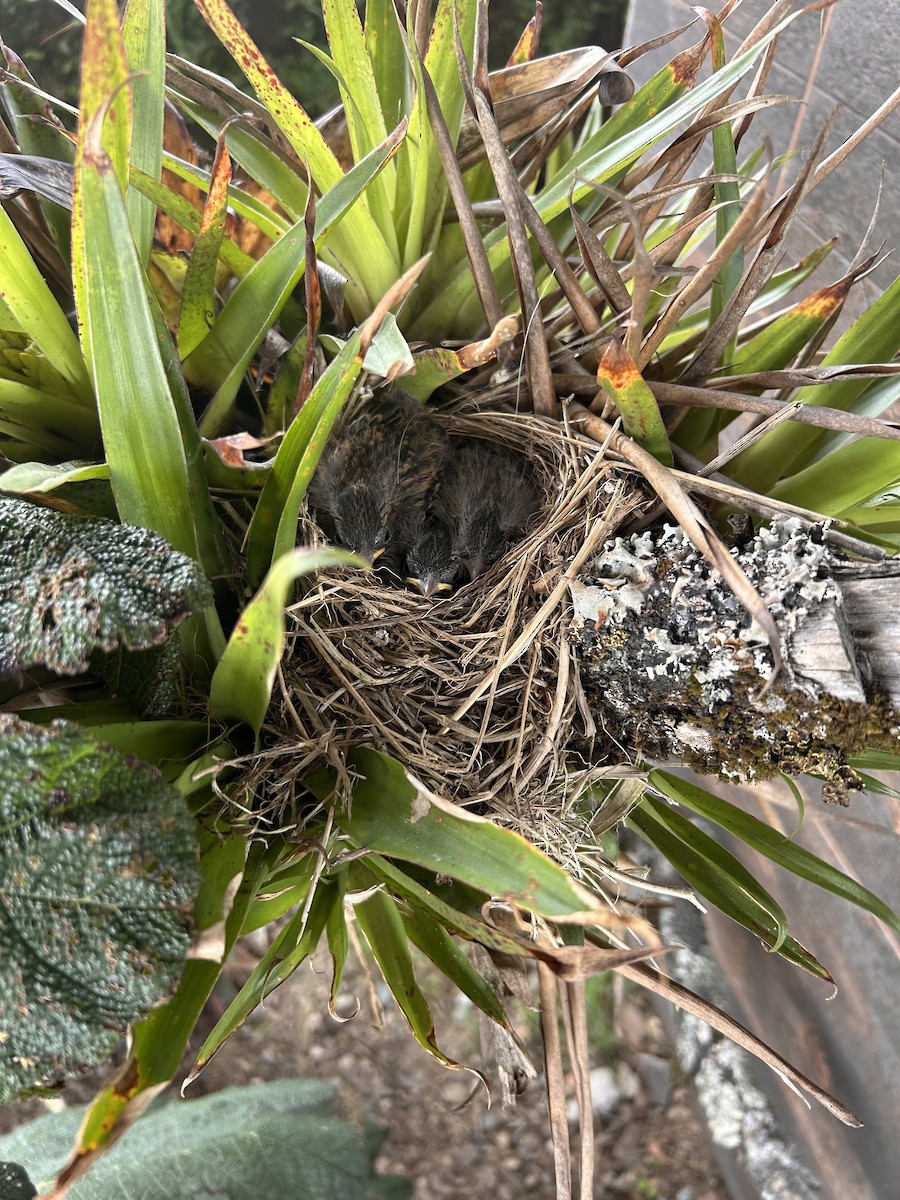 Rufous-collared Sparrow - ML645597747