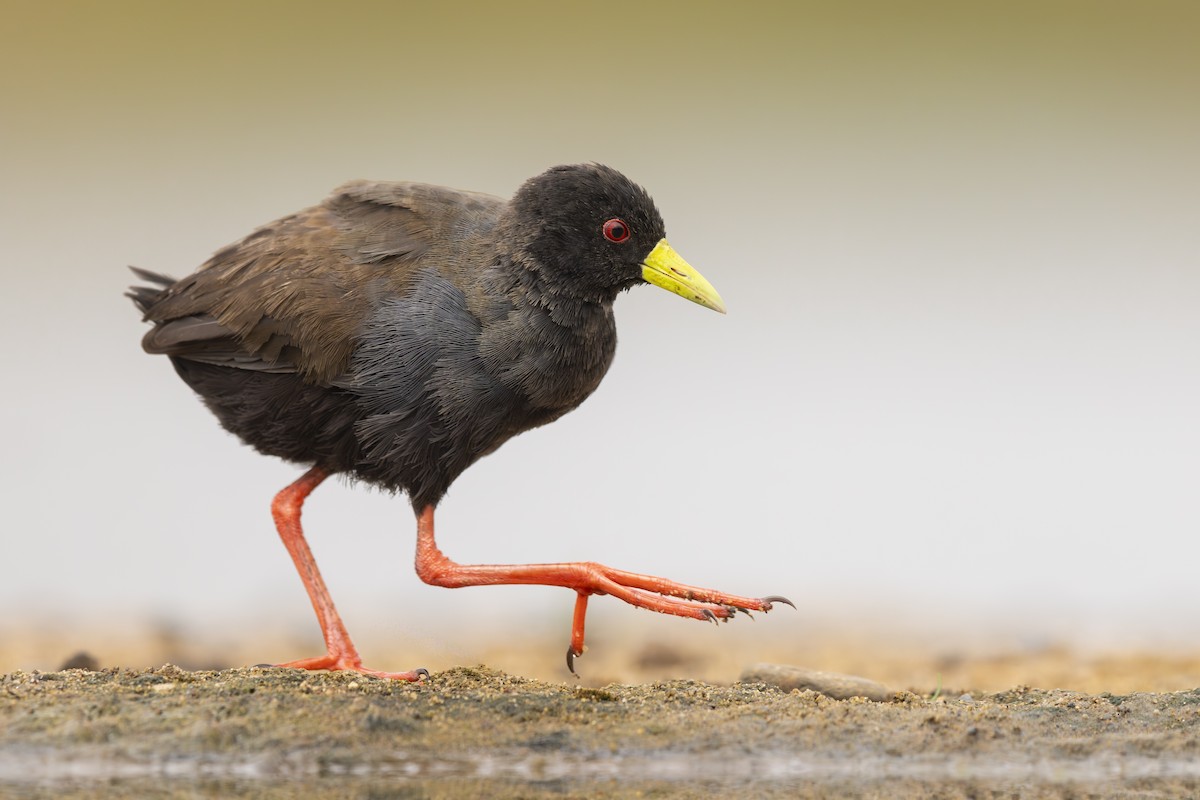 Black Crake - ML645597749