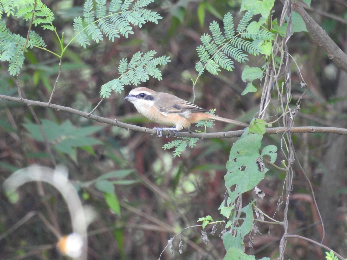 Brown Shrike - ML645597751