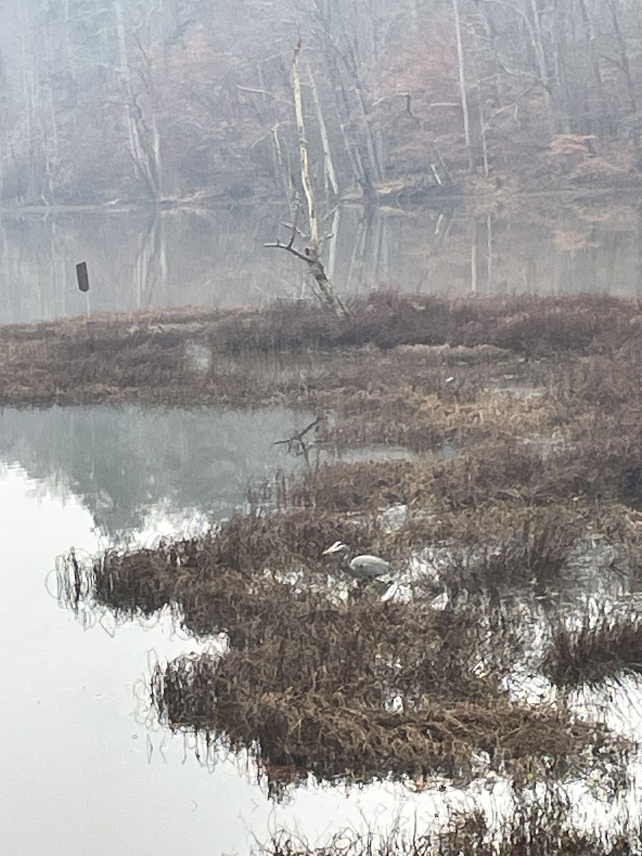 Great Blue Heron - ML645597754