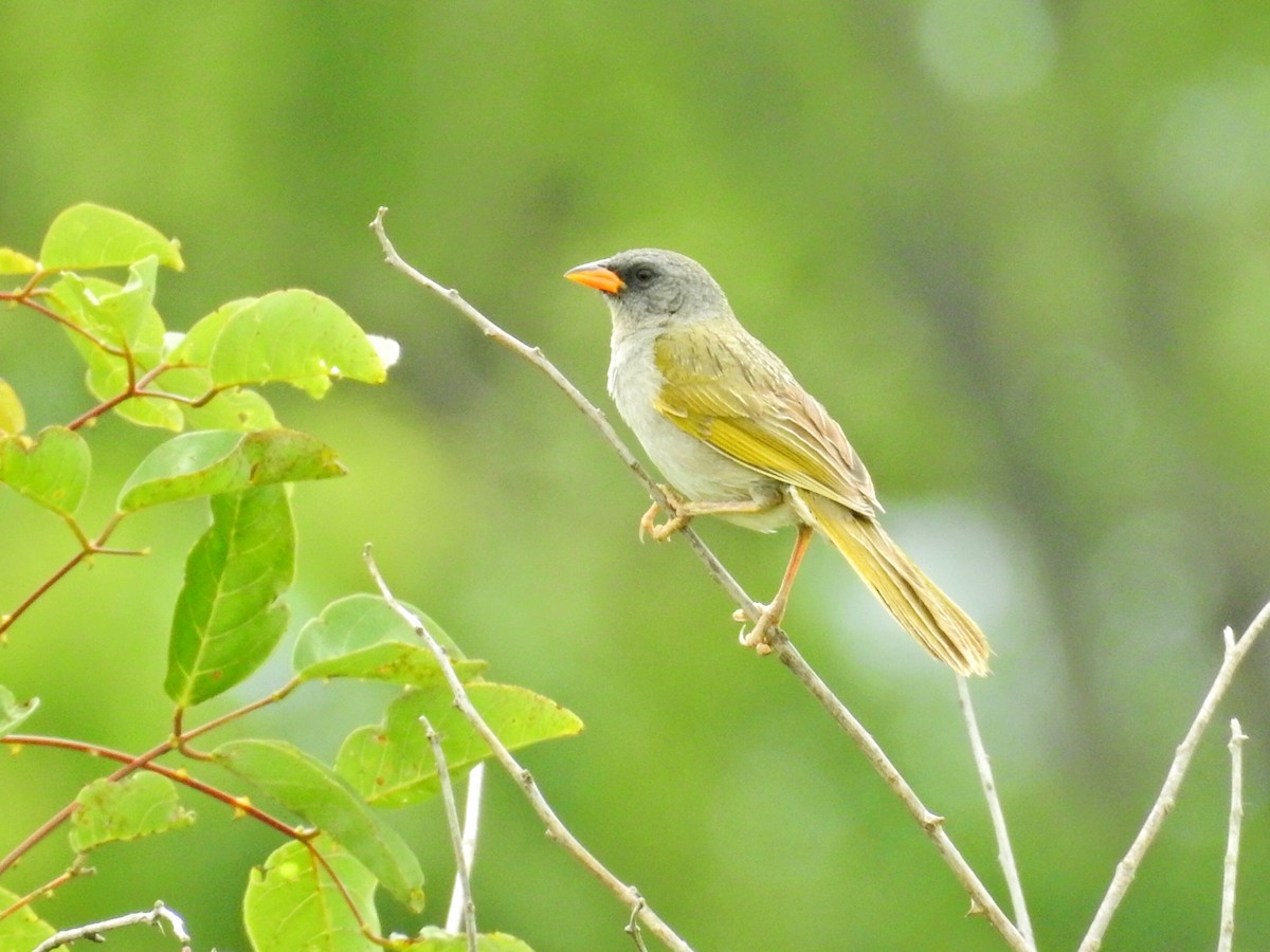 Great Pampa-Finch - ML645597755