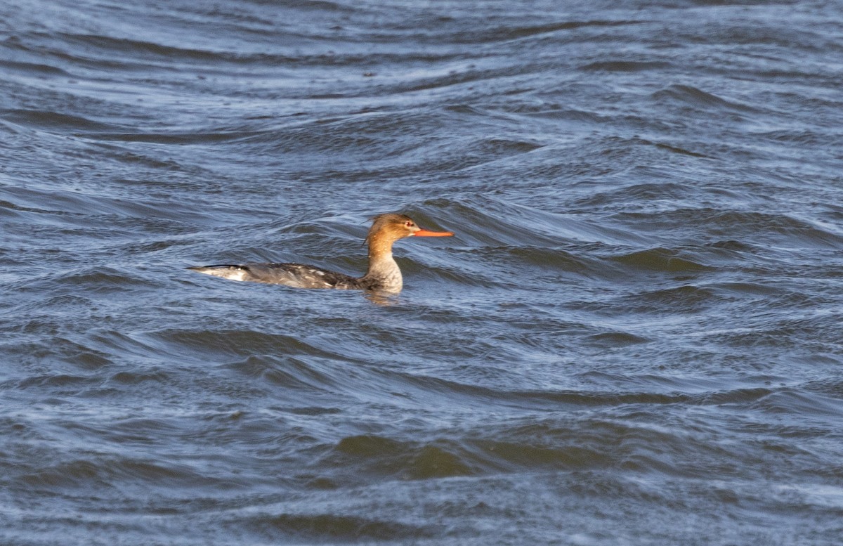 Red-breasted Merganser - ML645597757