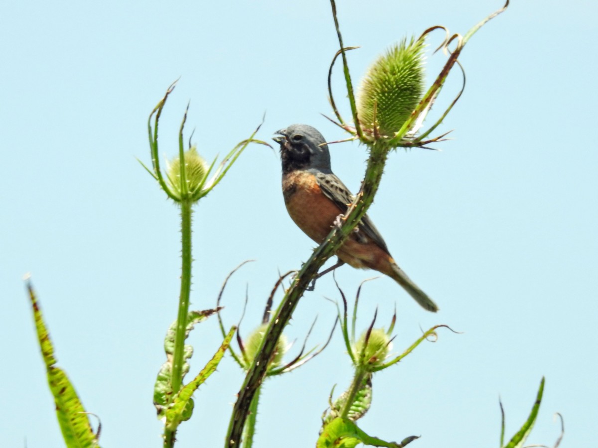 Dark-throated Seedeater - ML645597763