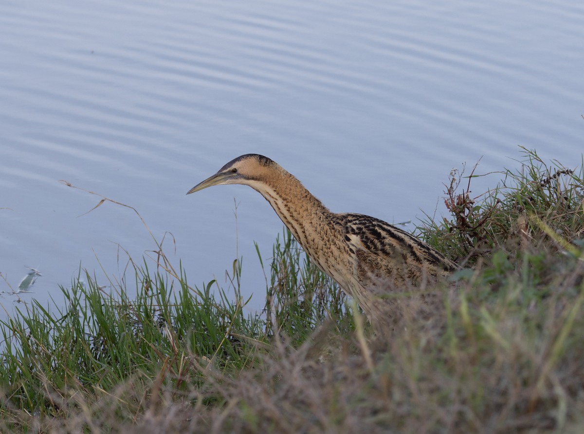 Eurasian Bittern - ML645597767