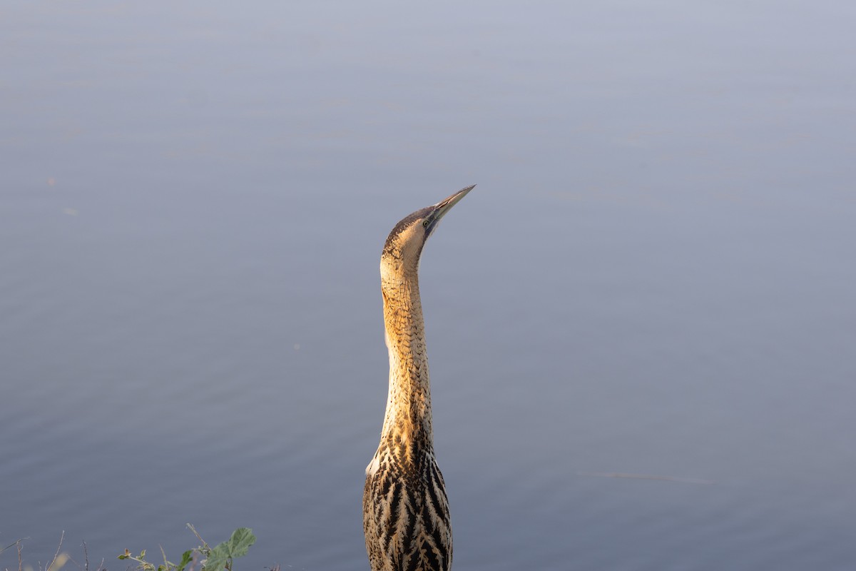 Eurasian Bittern - ML645597768