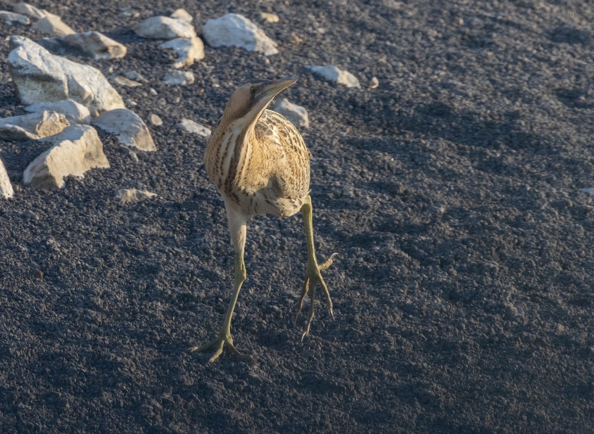 Eurasian Bittern - ML645597769