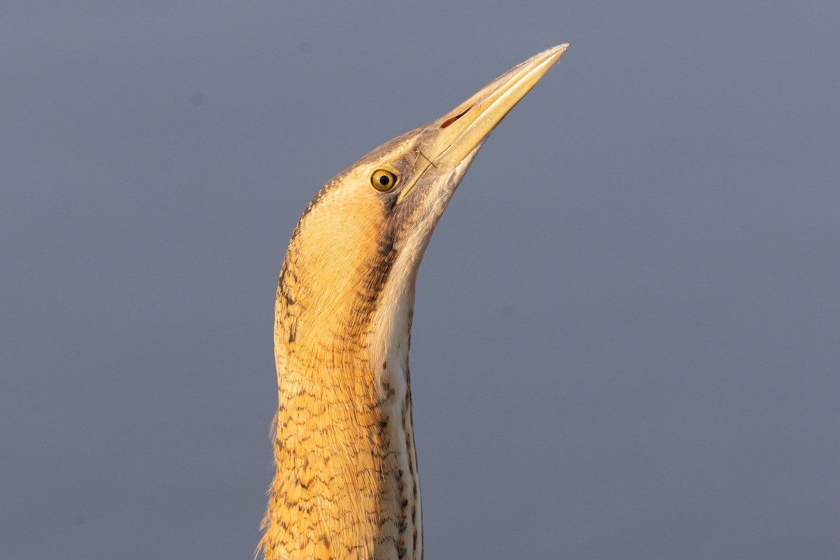 Eurasian Bittern - ML645597770