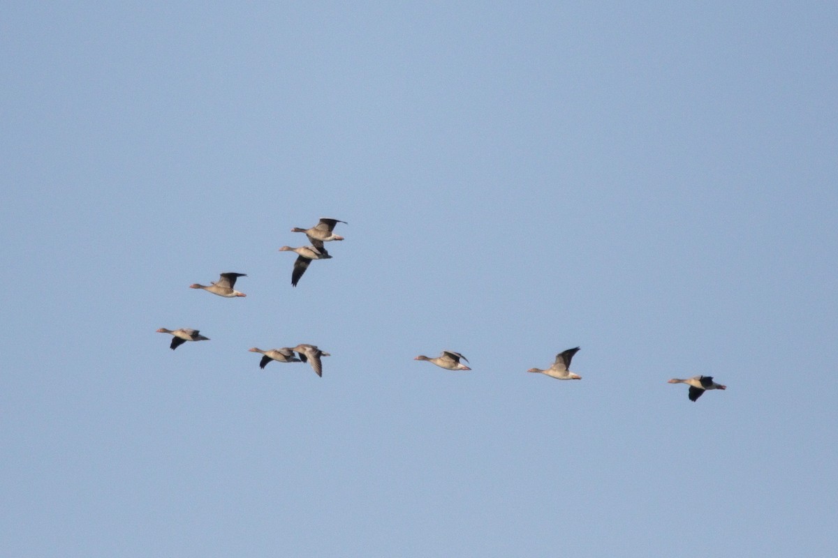 Graylag Goose - ML645597771