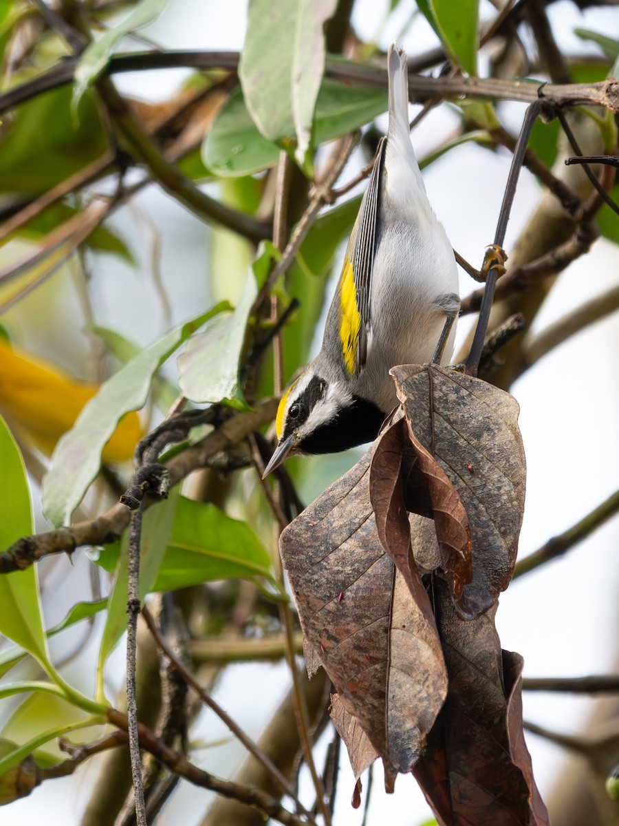 Golden-winged Warbler - ML645597777
