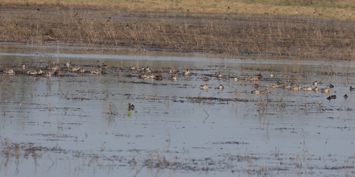 Marbled Duck - ML645597781