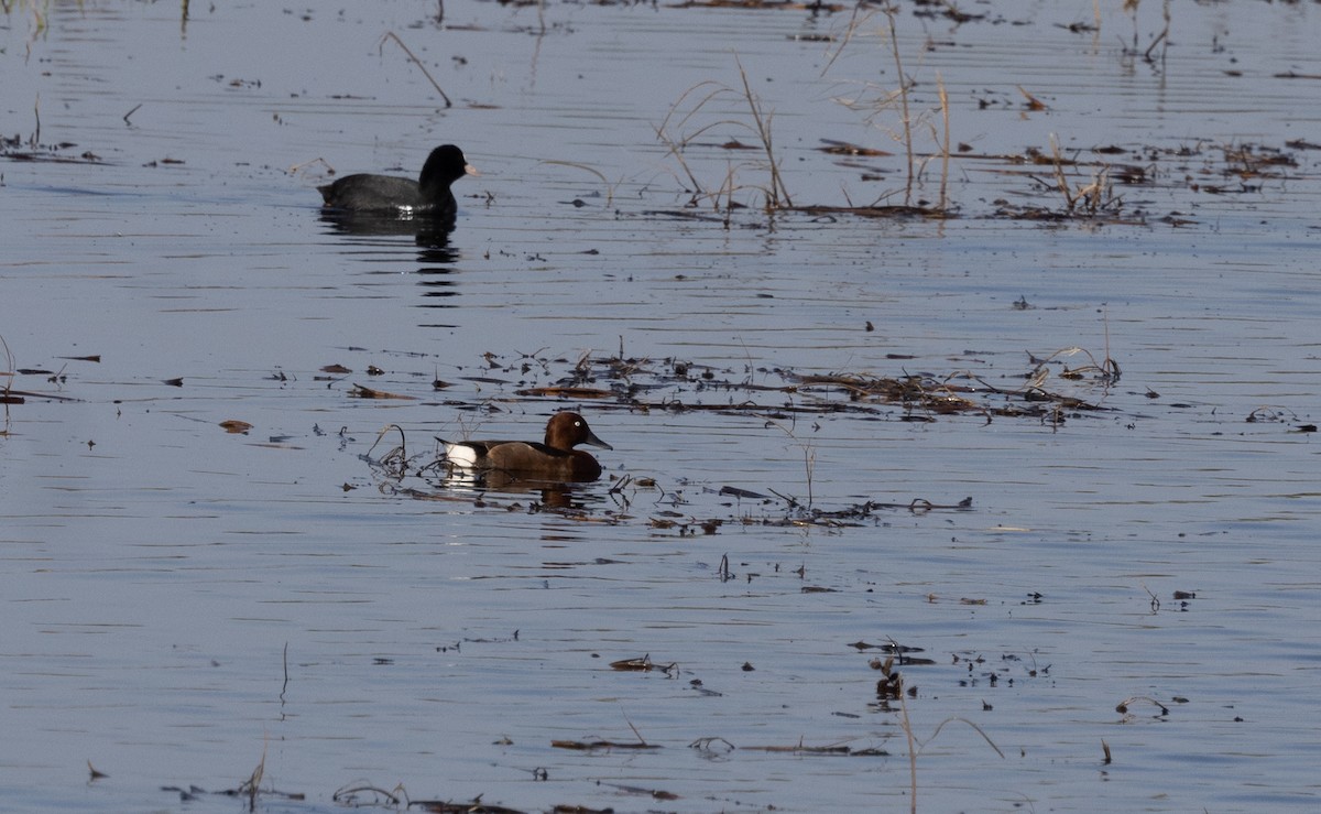 Ferruginous Duck - ML645597783