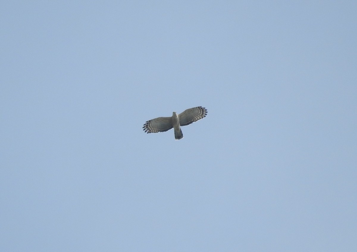 Jerdon's Baza - ML645597789