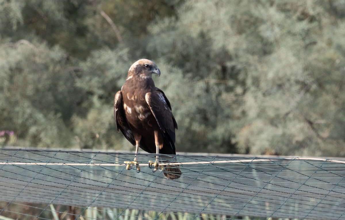 Western Marsh Harrier - ML645597790