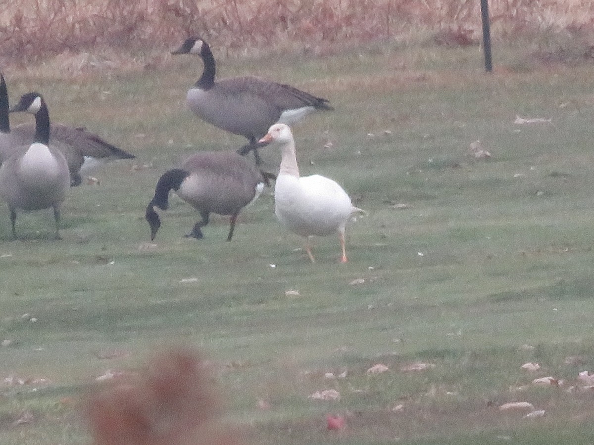Canada Goose - ML645597793