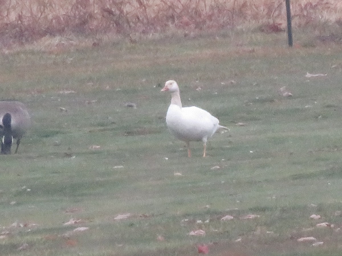 Canada Goose - ML645597794