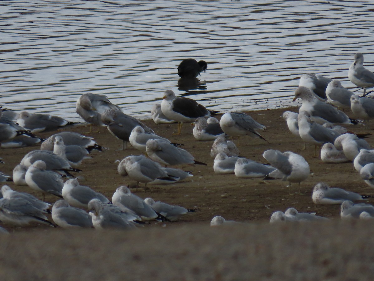 Lesser Black-backed Gull - ML645597833