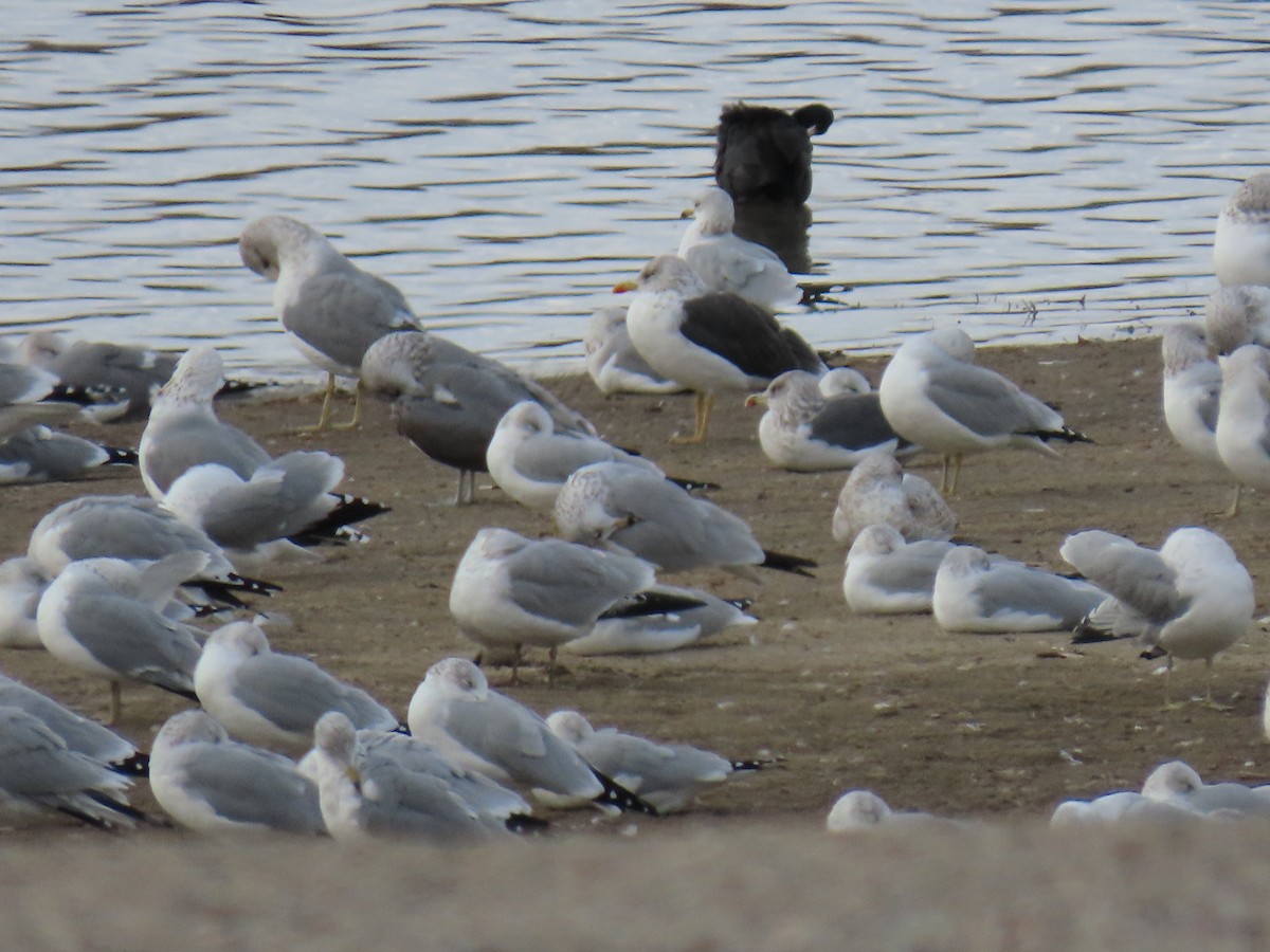 Lesser Black-backed Gull - ML645597834
